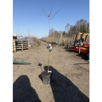 HORTENSJA VANILLE FRAISE na pniu - sadzonki 100 / 120 cm